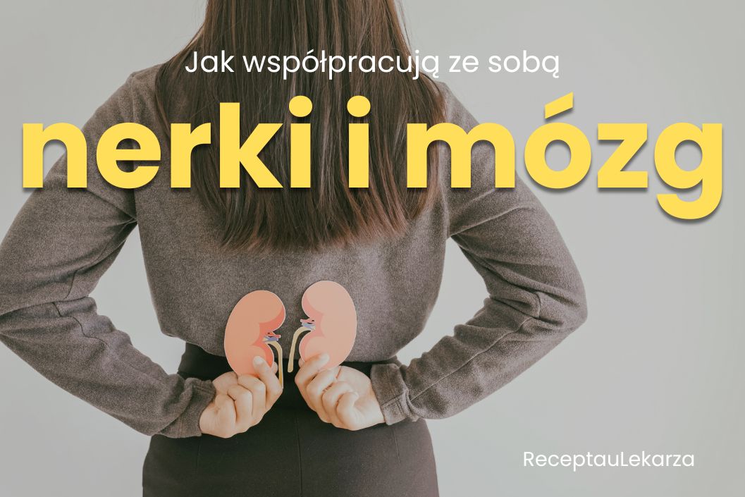 Nerki a zdrowie mózgu – jak te dwa narządy współpracują, by utrzymać równowagę w organizmie?