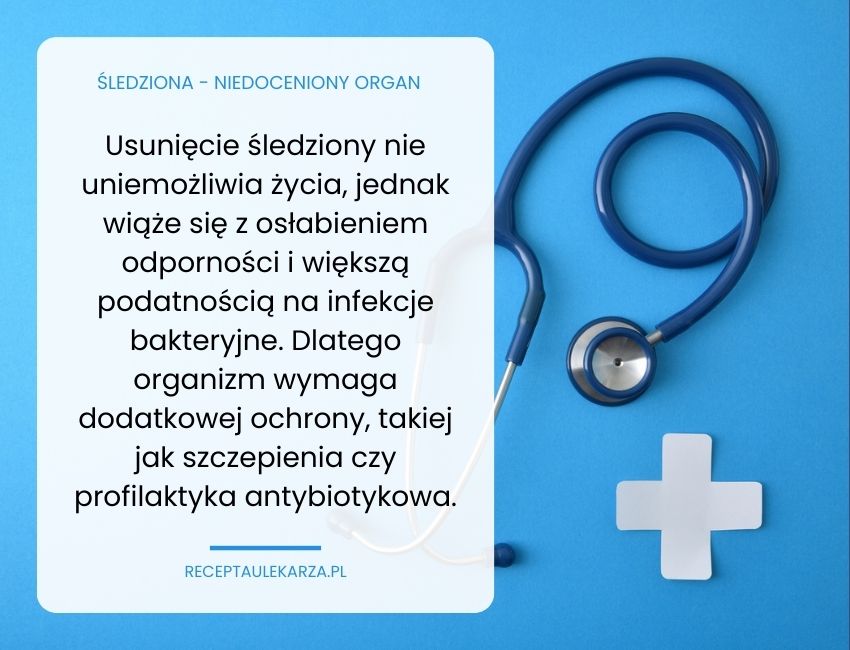 Śledziona – niedoceniany organ układu krążenia i odpornościowego