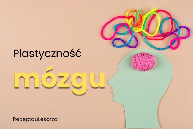 Plastyczność mózgu – jak układ nerwowy uczy się i adaptuje do zmian?
