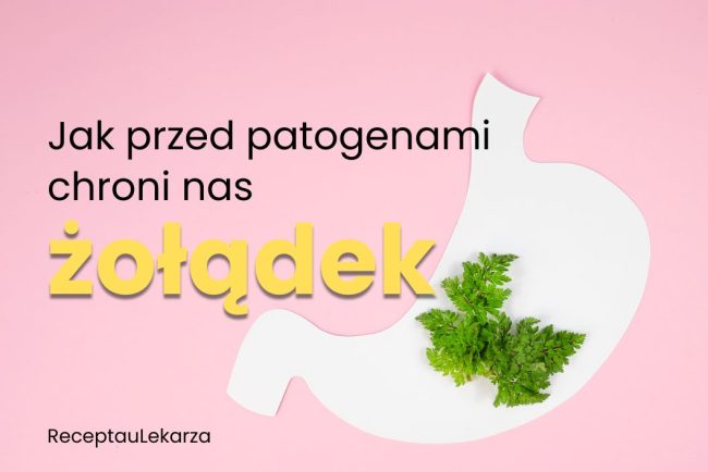 Żołądek – jak trawi i chroni organizm przed patogenami?