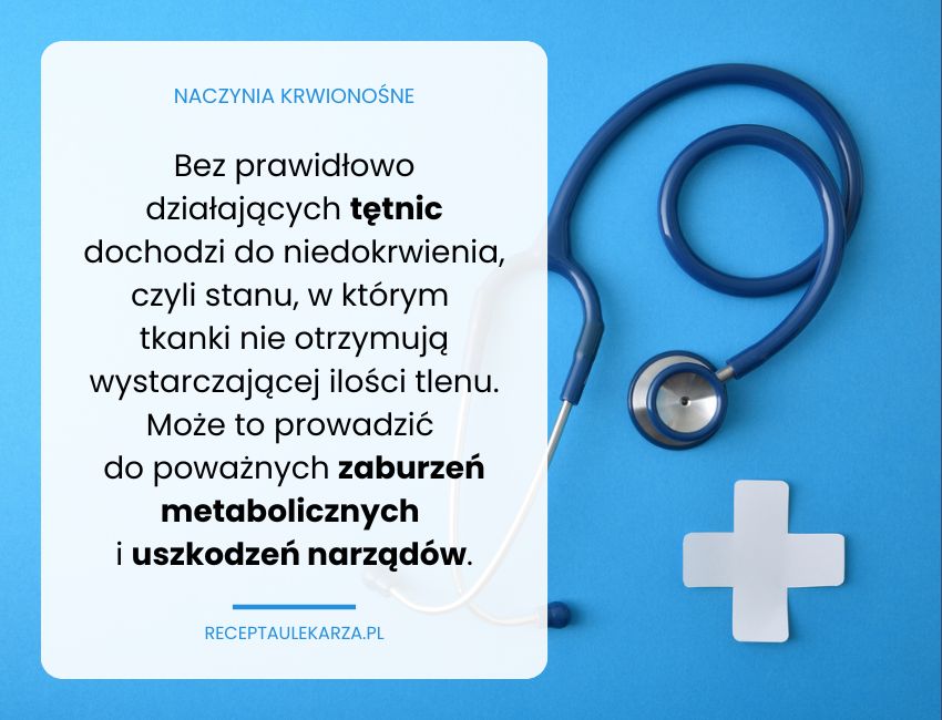 Rola naczyń krwionośnych w transportowaniu tlenu i substancji odżywczych