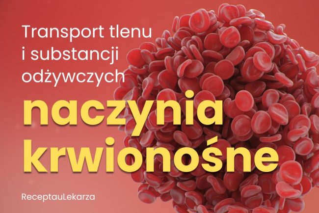 Rola naczyń krwionośnych w transportowaniu tlenu i substancji odżywczych