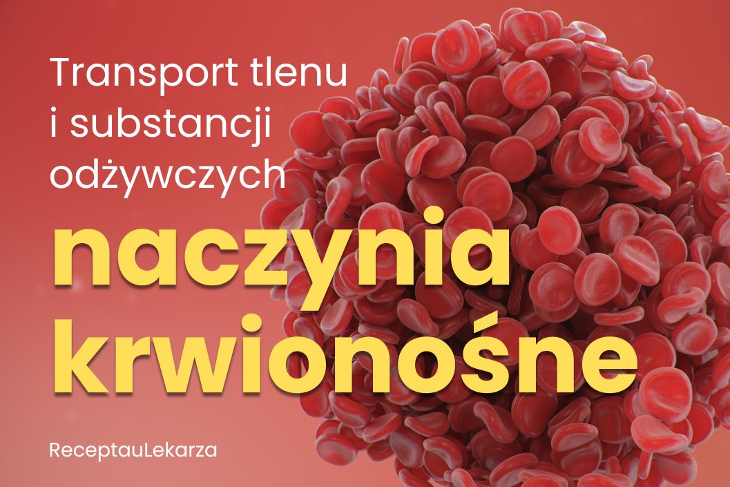 Rola naczyń krwionośnych w transportowaniu tlenu i substancji odżywczych