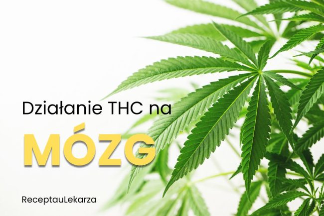 Marihuana - wpływ THC na mózg