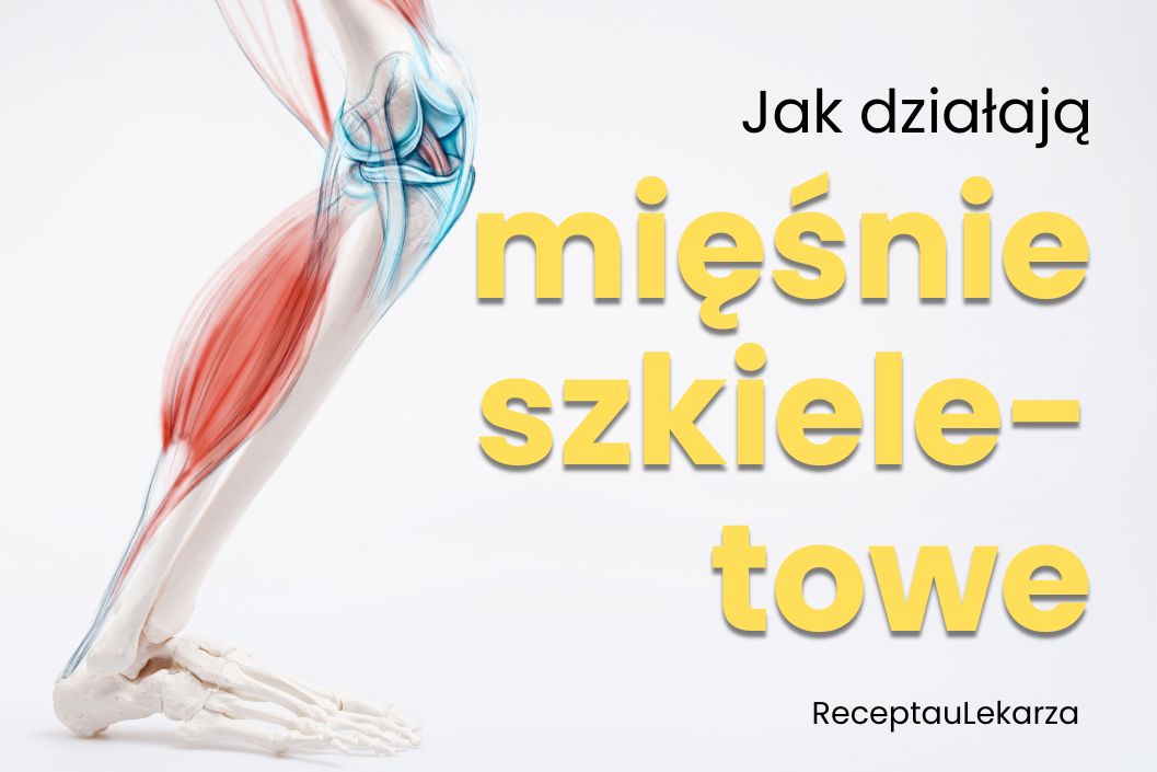 Mięśnie szkieletowe – jak pozwalają nam się poruszać?